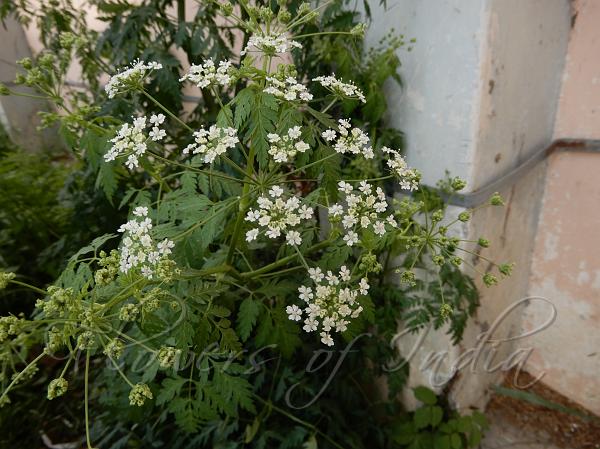 Conium maculatum Poison Hemlock
